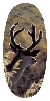 DASOV 310 Gone Hunting (Deer)